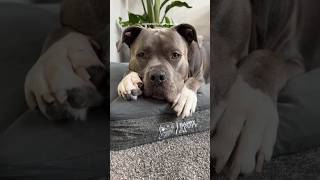 MUST HAVE TOYS FOR A STAFFY staffy dogtoys unboxing dogs [upl. by Kareem]