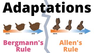 Bergmanns Rule and Allens Rule explained [upl. by Nappie]