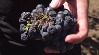 Botrytis  Spanish [upl. by Luehrmann]