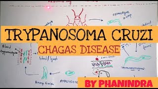 CHAGAS DISEASE  TRYPANOSOMA CRUZI  STRUCTURE  LIFE CYCLE  SYMPTOMS  BY PHANINDRA GUPTHA [upl. by Bonnice410]