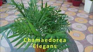 Chamaedorea Elegans  Chamaedorea Palm  Lucky Palm  Indoor palm  Indoor plant  Plant Care [upl. by Ayn]