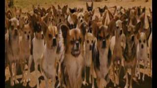 Beverly Hills Chihuahua  Chihuahua scene NL 2008 [upl. by Giarg]