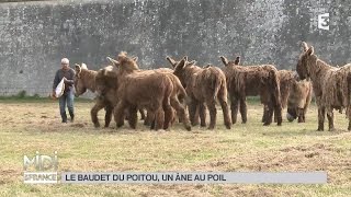 ANIMAUX  Le baudet du Poitou un âne au poil [upl. by Tome85]