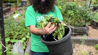 The First Steps to Composting  with Costa Georgiadis [upl. by Bihas]