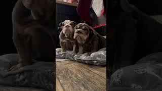 Their growl 🥹🐶 petlover puppy bulldog bulldogslove dogbreed doglover puppylife [upl. by Nadaha663]