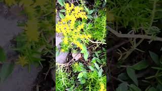 Sedum mexicanum ❤️❤️🌺🌺🌺🦋🦋🦋 shortvideo viral viralshort view youtubeshorts ytshorts nature [upl. by Rumery]