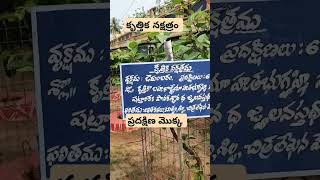 కృత్తిక నక్షత్రం SPGarden28199 yt nature [upl. by Xaviera640]