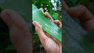 Aloe Vera for weight loss harvest nature satisfying [upl. by Elletsirhc636]