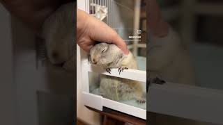 aw hyrax lover trending cute trend tiktok music [upl. by Eliathas]