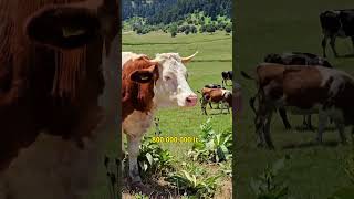 Dünyanın En Büyük İnek Çiftliği 100000 İnek ve 800 Milyon Litre Süt 🐄🌍✨Hayvancılık [upl. by Jerrome671]