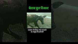 HSB बेताब बुल रिजल्ट betab bull murrahbuffelo shorts ytshorts [upl. by Ulu]