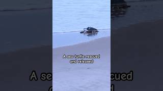 Kemps ridley sea turtle release shorts nature animals wildlife ocean love [upl. by Yeldnarb]