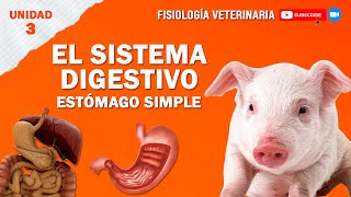 FISIO2UNIDAD3SISTEMADIGESTIVOSIMPLE [upl. by Norvell340]