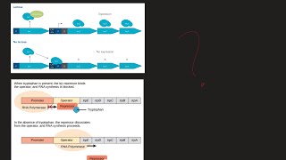 What is Lac Operon and Trp Operon What are the difference MCAT Biochemistry [upl. by Evette]