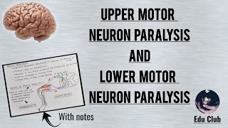 Motor Pathways  Motor Neurons and Disease [upl. by Bass68]