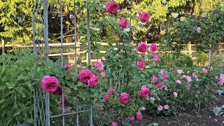 Stunning 2024 Rose Blooms in My Garden 🌹 [upl. by Johanna66]