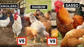 ChickensWhy is KROILER SASSO The BEST Farming Business you can Do Over Rainbow  Dr Isa Luigare [upl. by Lachus]