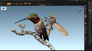 Giant GreenEyed Robber Fly Versus the RubyThroated Hummingbird [upl. by Ayaros]