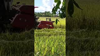 Rice Harvester Philippines harvester agtmjmaritestv agtmjmaritestv9919 [upl. by Nagle648]