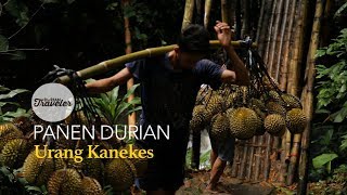 BERBURU DURIAN DI BADUY [upl. by Griz447]