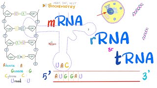 RNA mRNA tRNA rRNA amp Genetic Mutations  Molecular Biology 🧬 [upl. by Hayyim]