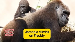 Baby Gorilla  Jameela 40 with Freddy at Cleveland Metroparks Zoo [upl. by Yerhpmuh]