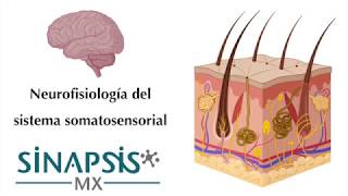 Sistema somatosensorial [upl. by Sandon]