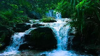 Relaxing River and Birdsong 247 Nature Sounds for Stress Relief Meditation and Sleep [upl. by Dever856]