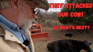 They Attacked our Cow Can I fix this Downed Cow Brangus Cattle Ranchlife Farmlife Homesteading [upl. by Inaliel]