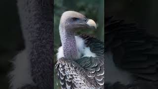 Vulture  गिद्ध  interesting facts for vulture  गिद्धों के बारे में रोचक बातें [upl. by Pruchno]