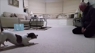 Jack Russell Barking Like Crazy [upl. by Gerri]