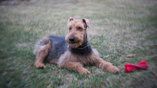 The Airedale Terrier The King of Police Dogs [upl. by Ayotna628]