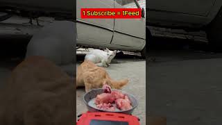 Remotecontrolled feeding 🍁 Feeding cat cute food [upl. by Sitnik]