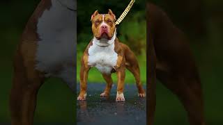 Pitbull short pitbull doglover americanbully [upl. by Manard]