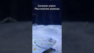 The European plaice  Pleuronectes platessa shorts [upl. by Eninnej]