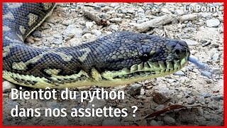 Bientôt du python dans nos assiettes [upl. by Lenox]