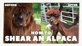 Alpaca Shearing  Everything YOU Need To Know [upl. by Rehpinnej]