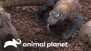 A técnica de caça e sobrevivência do dragãodekomodo  O Incrível Mundo Animal  Animal Planet [upl. by Slavic]