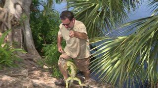 Iguana invasion poses health threat in South Florida [upl. by Lyrred]