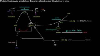 Protein  Amino Acid Metabolism Part 8 of 8  Summary of Amino Acid Metabolism in Liver [upl. by Llerrot]