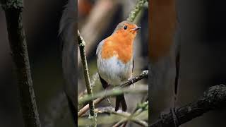 The Robins Sweet Singing  Bird Sounds shorts [upl. by Eastlake]