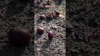 Kestane 🌰Yabani Kestanekestane AgaciKestane Nasil Büyür [upl. by Ailey681]