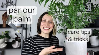 PARLOUR PALM CARE  Chameadorea Elegans Tips amp Tricks [upl. by Norha]