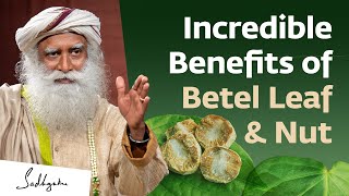 Incredible Benefits of Betel Leaf amp Nut  Sadhguru [upl. by Ahsekam605]