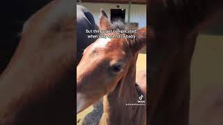 Poor baby at the end horse horses foal newborn babyhorse equestrian ouch [upl. by Leupold]