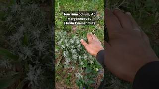 Teucrium polium Ağ məryəmnoxudu bitkisi qısa məlumatlandırma Tüylü kısamahmut herbal flowers [upl. by Newton]