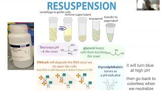 Minipreps alkaline lysis plasmid purification behind the scenes [upl. by Carilyn872]