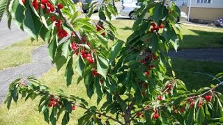 How to prune a Dwarf Cherry Tree [upl. by Robyn]