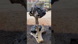 natural root encased stone ornaments viralvideo woodworking woodenpolish youtubeshorts [upl. by Fechter]