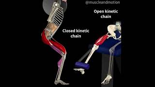 OPEN AND CLOSED KINETIC CHAINS🔁 [upl. by Pittman]